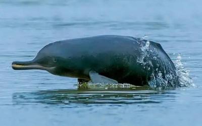 Gigantic River Dolphins(Ganges River Dolphins)