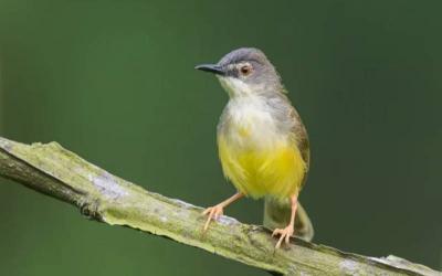 Yellow-bellied Prinia