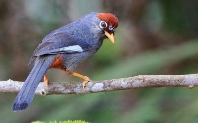 Chestnut-capped Babbler