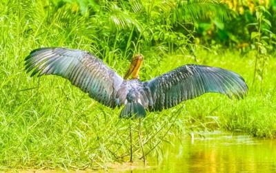 Rapti River Bird Watching