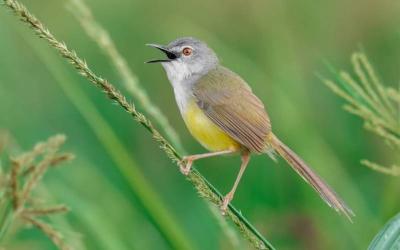 Ashy Prinia