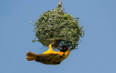Weaver Species