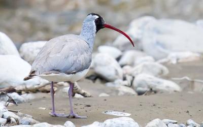 Ibisbill