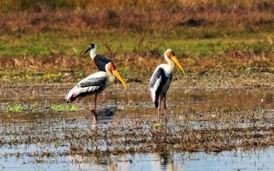 Bird Watching Walk