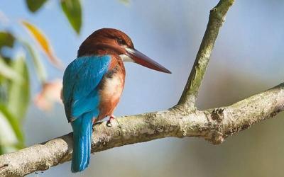 Woodpecker Spotting