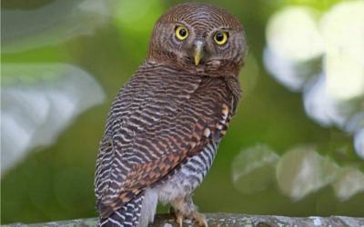 Jungle Owlet