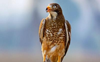 White-eyed Buzzard