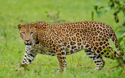 Leopard