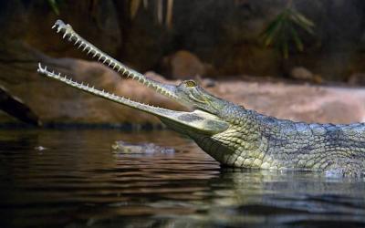 Gharial