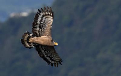 Crested Serpent Eagle