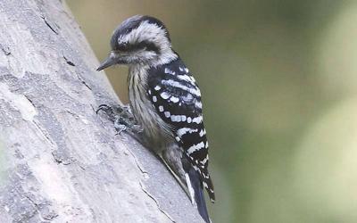 Grey-capped Pygmy Woodpecker