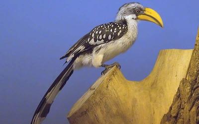 Great Hornbill