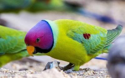 Plum-headed Parakeet