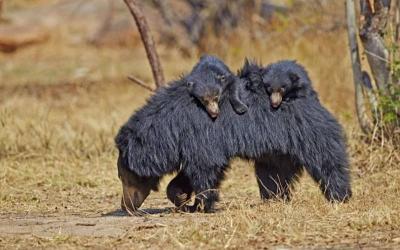 Sloth Bear