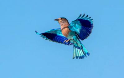 Indian Roller