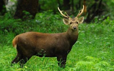 Hog Deer