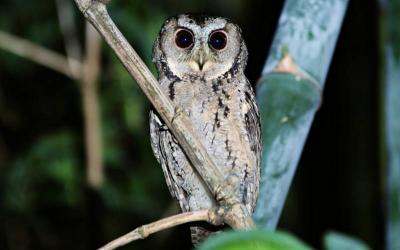 Indian Scops Owl