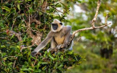 Hanuman Langur