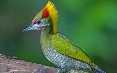 Greater Yellownape