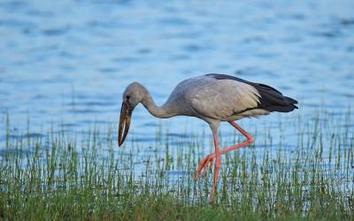 Asian Open-billed Stork