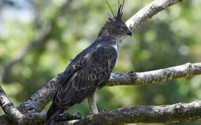 Crested Hawk Eagle