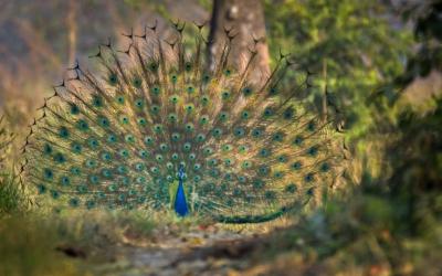 Indian Peafowl