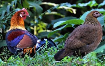 Jungle Fowl