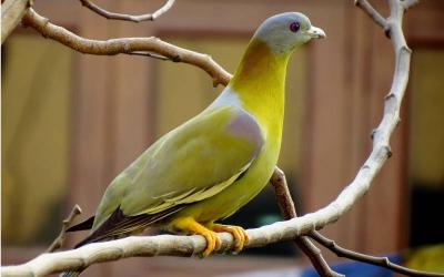 Yellow-footed Green Pigeon