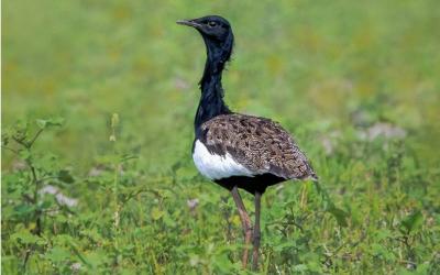 Bengal Florican