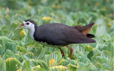 White-breasted Birds