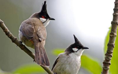 Bulbuls