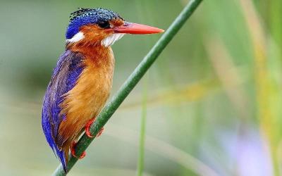 Kingfishers