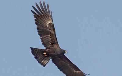 Black Eagles