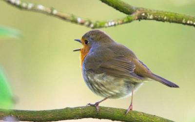 Robins