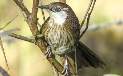Spiny Babble(Nepal's only endemic bird)