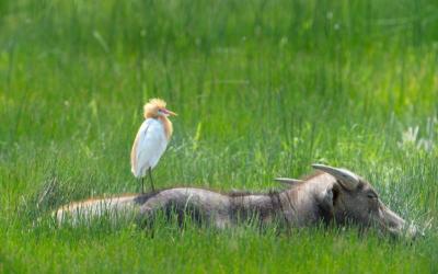 Cattle Egret
