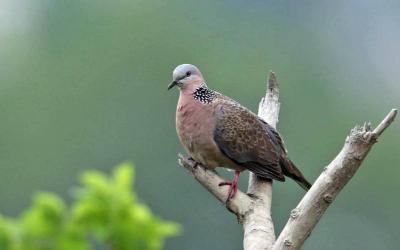 Spotted Dove