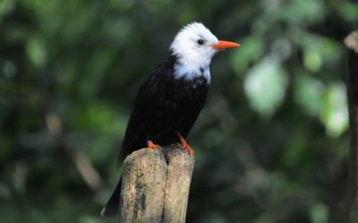 Black Bulbul