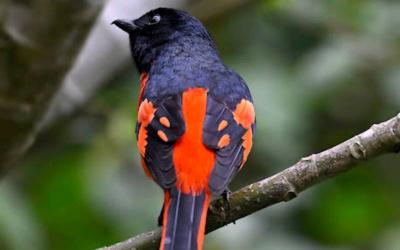 Scarlet Minivet