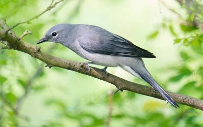 Black-winged Cuckoo Shrike