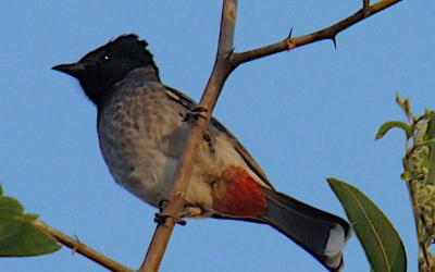 Red-vented Bulbul