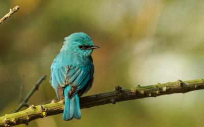 Verditer Flycatcher