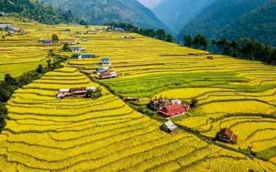 Kathmandu's Suburban Rice Fields
