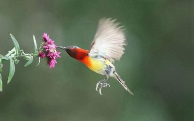 Blue-throated Sunbird