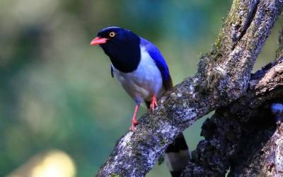 Red-billed Blue Magpie