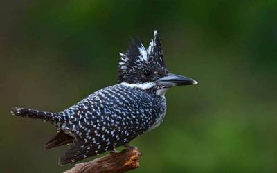 Crested Kingfisher
