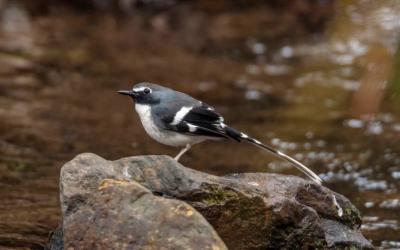 Slaty-backed Forktail