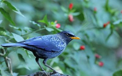 Blue Whistling Thrush