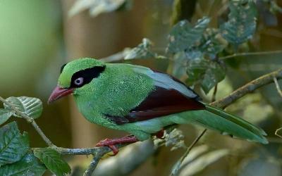 Green Magpie