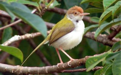 Common Tailorbird